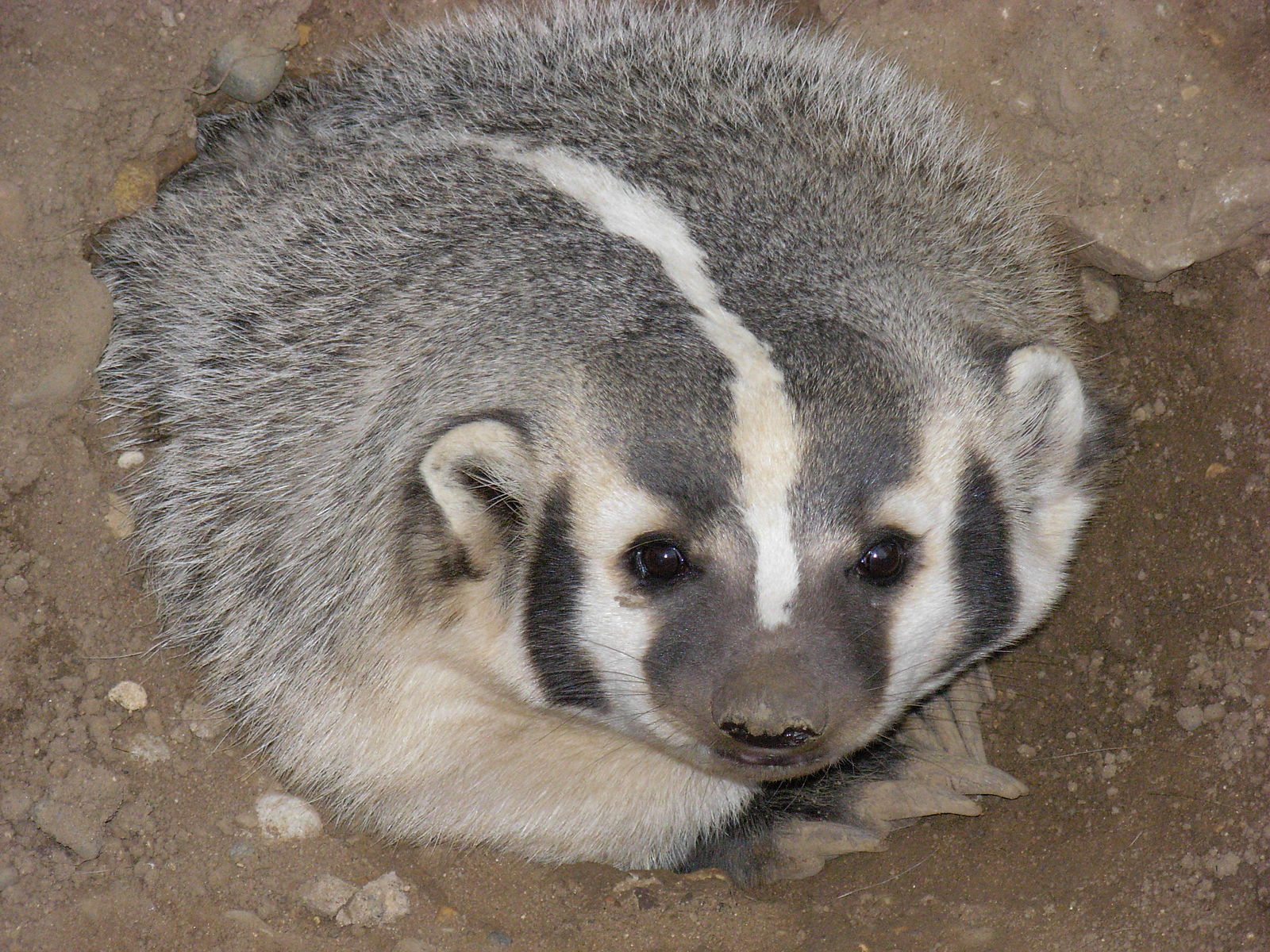 An American badger pokes its head out of a hole.